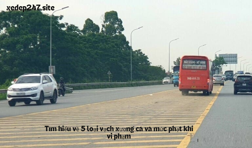 Tìm hiểu về 5 loại vạch xương cá và mức phạt khi vi phạm